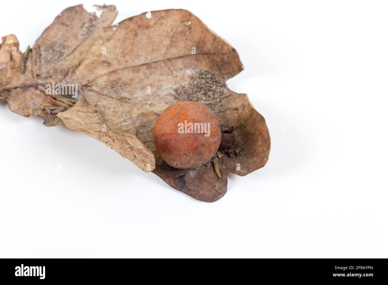 Oak apple or oak gall on a fallen dry leaf found in a forest in springtime isolated on white background. Tree infection. Closeup. Stock Photo