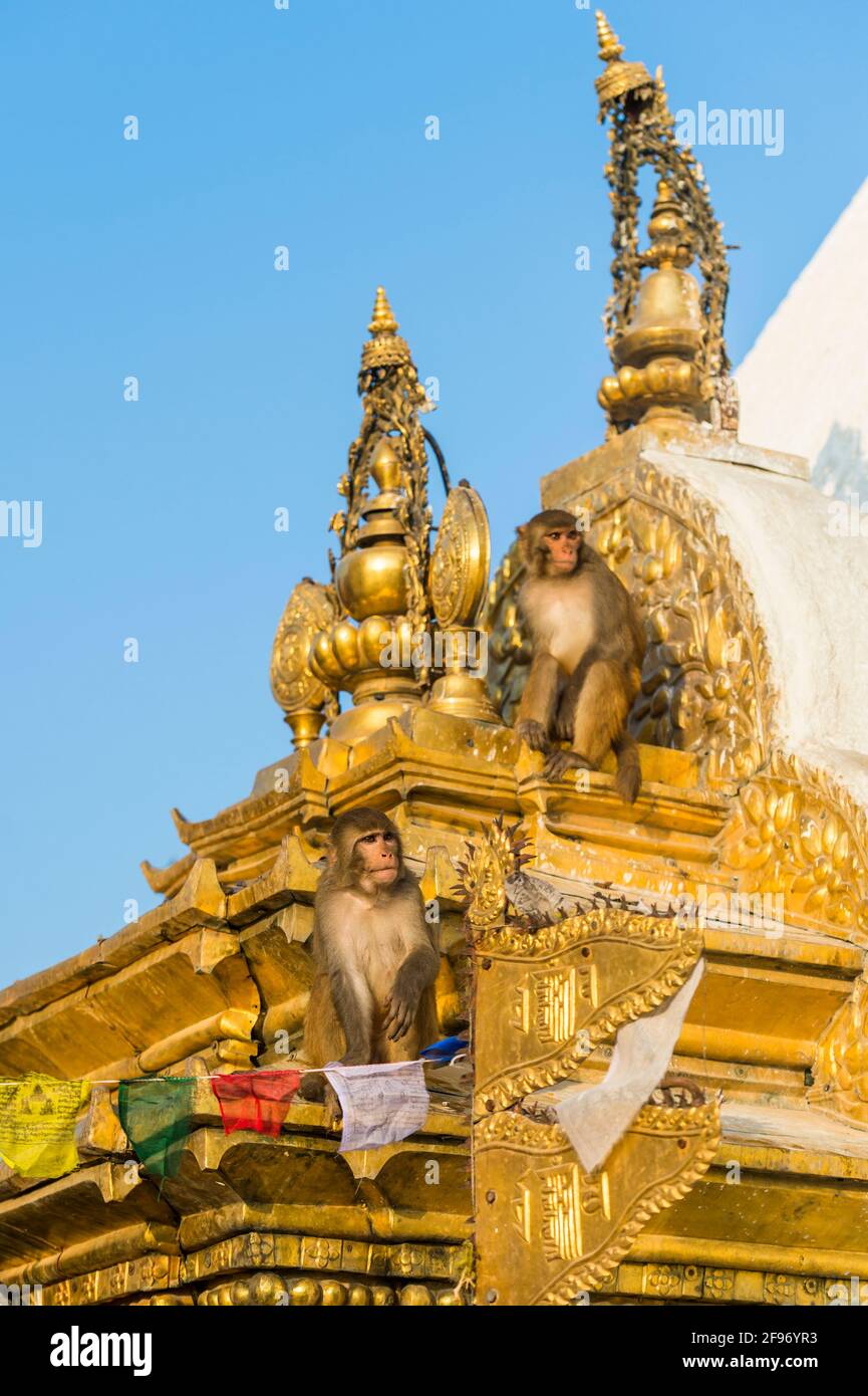 the monkey temple Swayambhunath stupa Stock Photo - Alamy