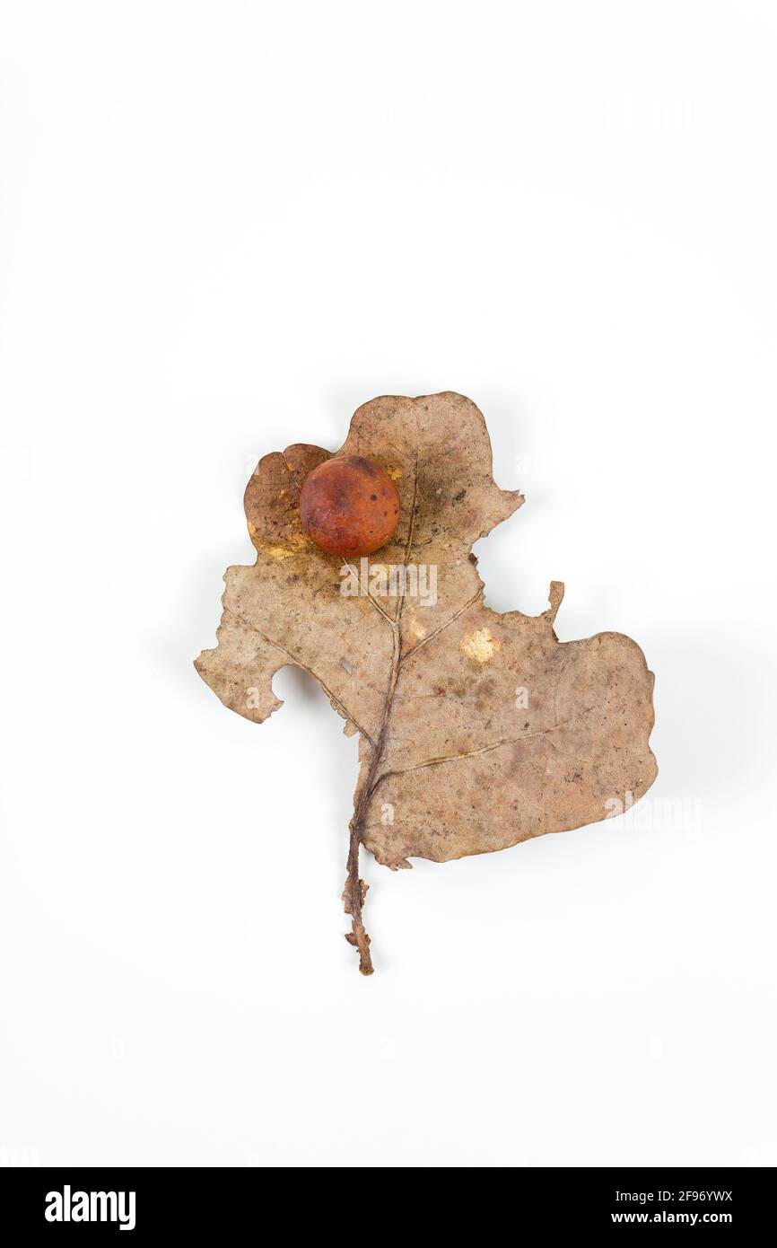 Oak apple or oak gall on a fallen dry leaf found in a forest in springtime isolated on white background. Tree infection. Flat lay. Stock Photo
