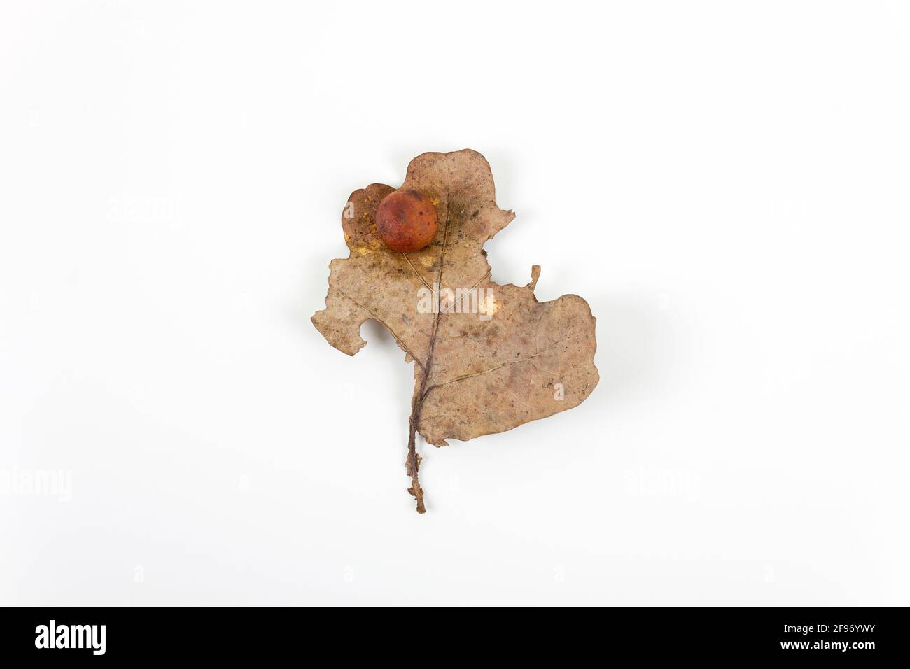 Oak apple or oak gall on a fallen dry leaf found in a forest in springtime isolated on white background. Tree infection. Flat lay. Stock Photo