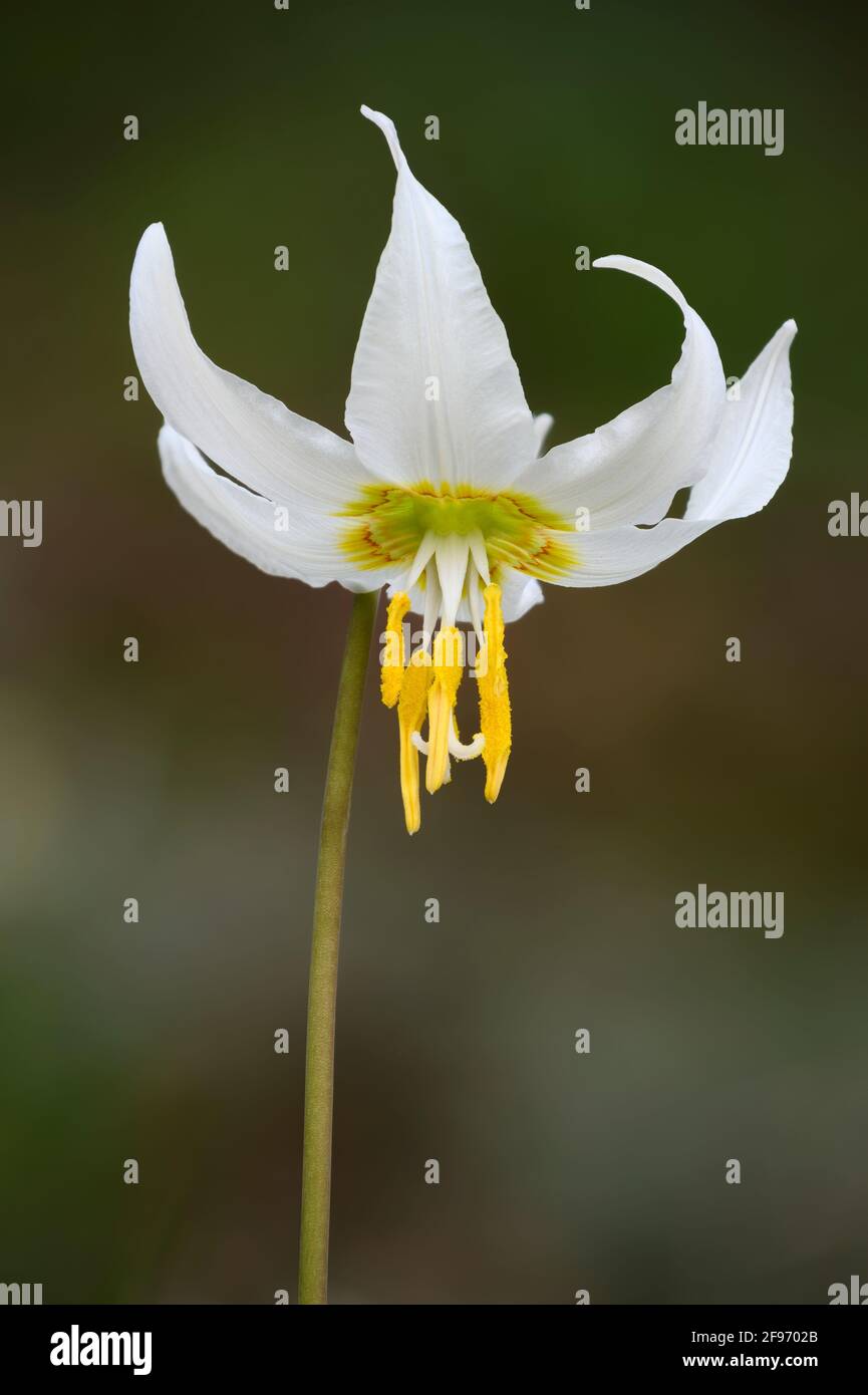 Oregon Fawn Lily (Erythronium oregonum); Howard Buford Recreation Area, Willamette Valley, Oregon. Stock Photo