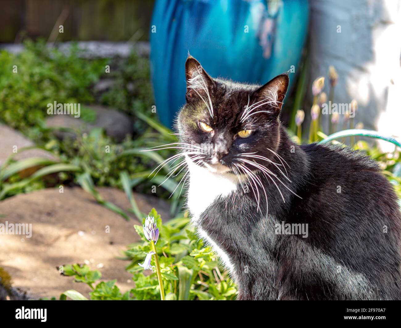 Black and white cat in the garden Stock Photo - Alamy
