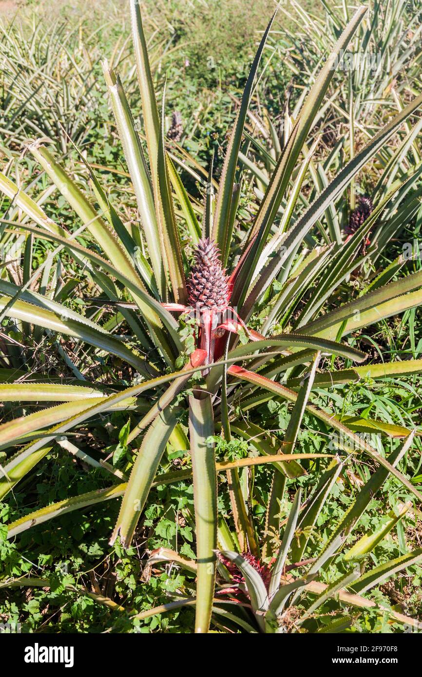 Pineapple field hires stock photography and images Alamy
