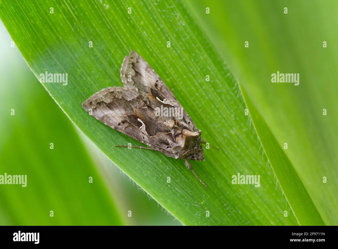 The Silver Y (Autographa gamma) is a migratory moth of the family ...