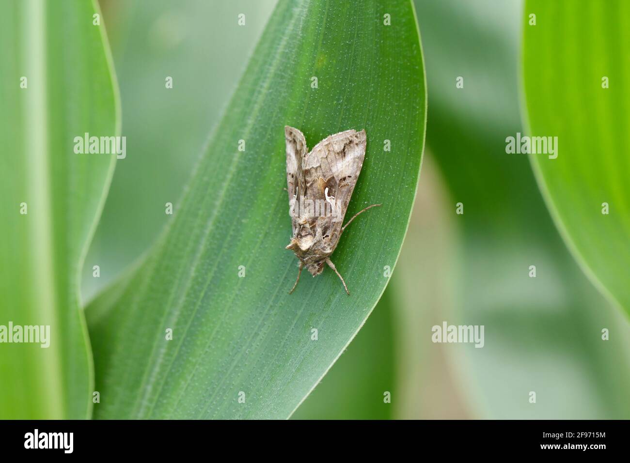 The Silver Y (Autographa gamma) is a migratory moth of the family ...