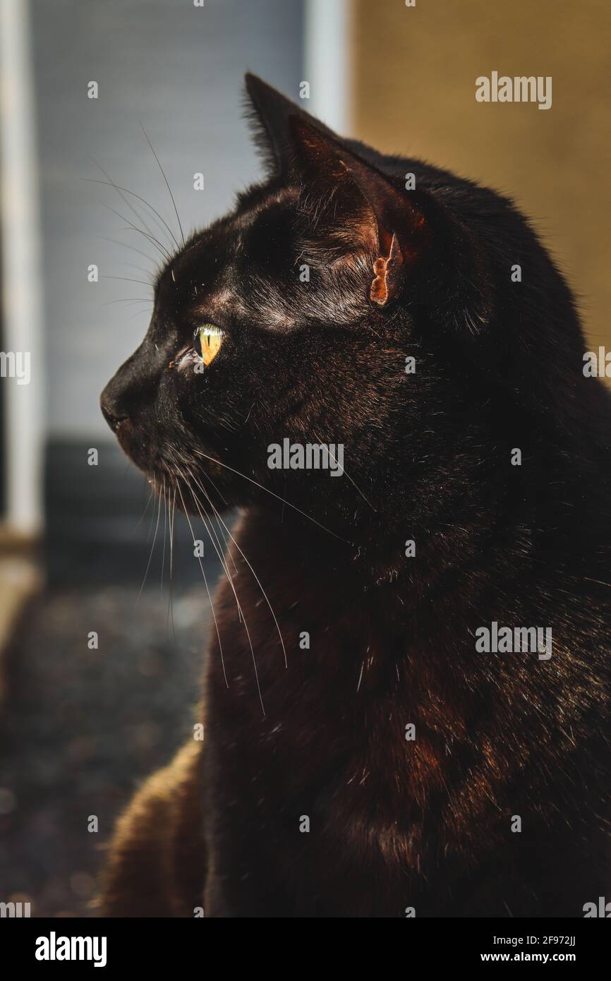 Le Chat High Resolution Stock Photography And Images Alamy Le Chat High Resolution Stock Photography And Images Alamy