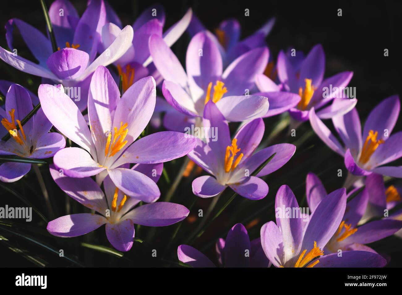 Spring time colours hi-res stock photography and images - Alamy