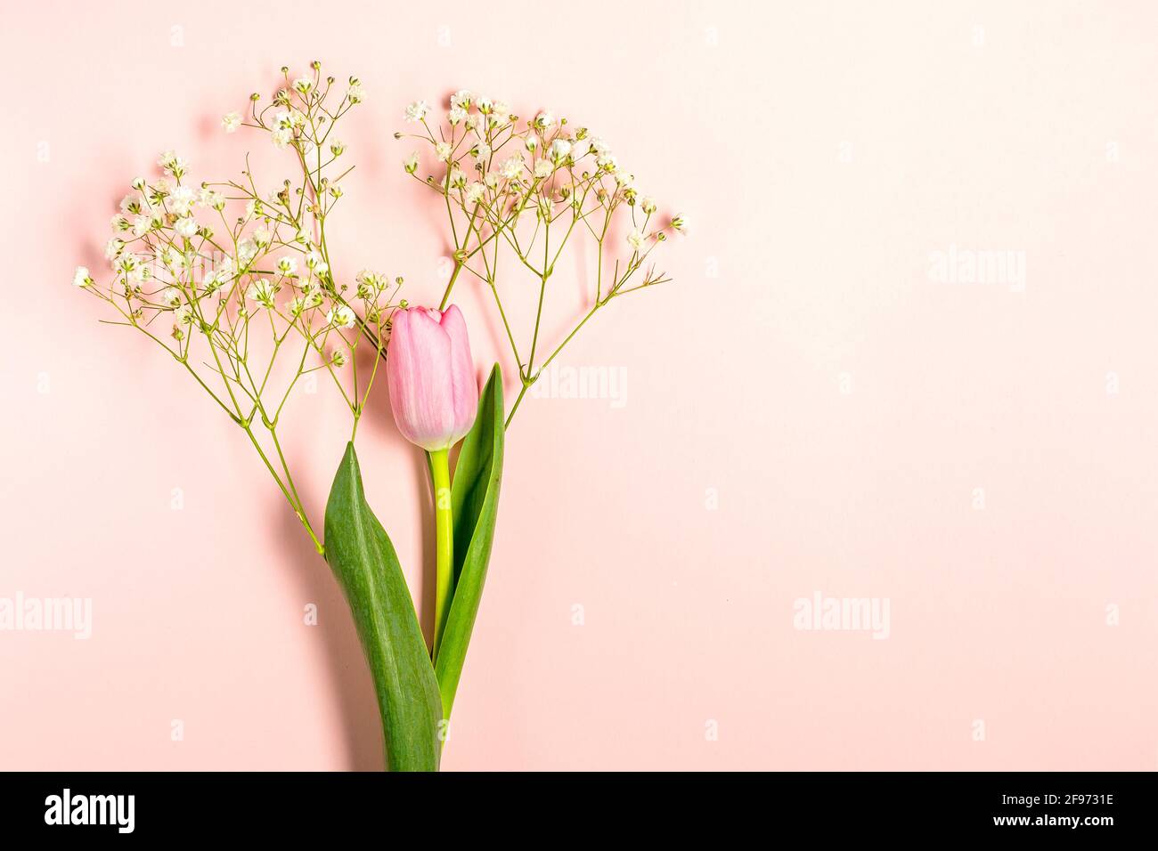 Flat lay with tulip and gypsophila flowers on pastel pink Stock Photo ...