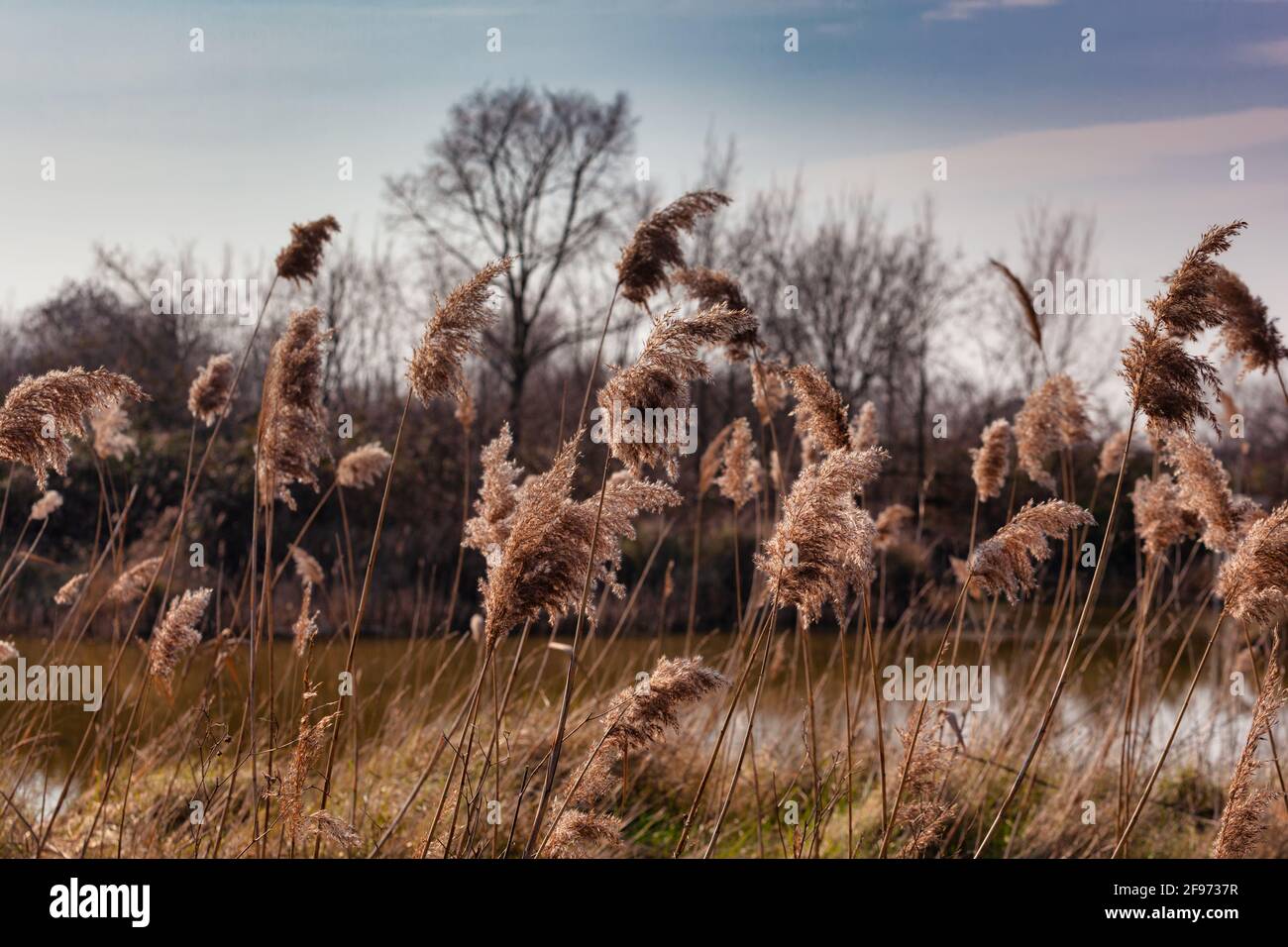 View of the Phragmites australis, known as common reed blowing in the wind Stock Photo
