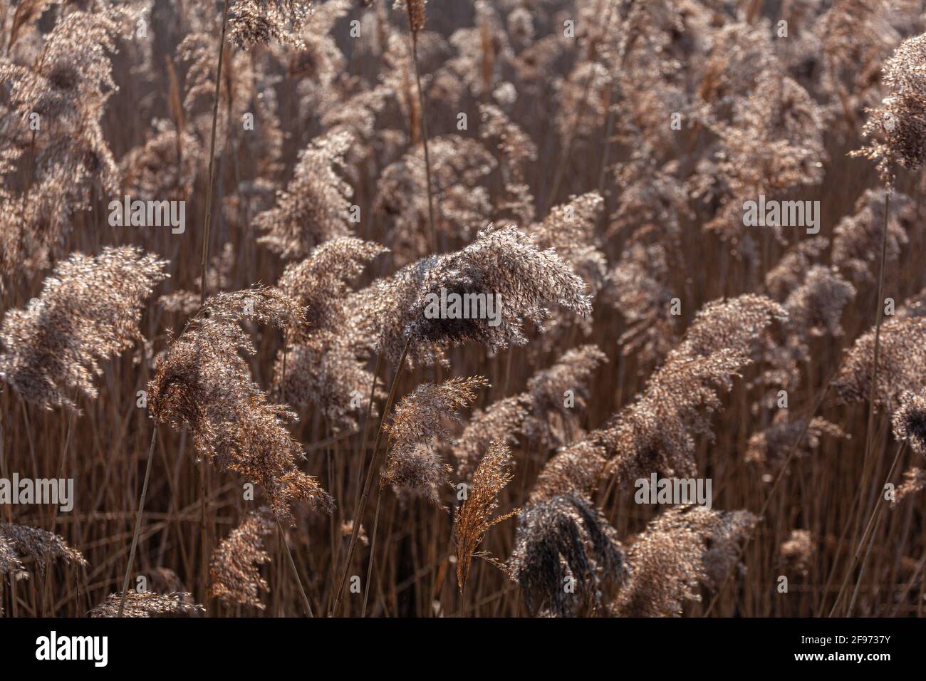 View of the Phragmites australis, known as common reed blowing in the wind Stock Photo