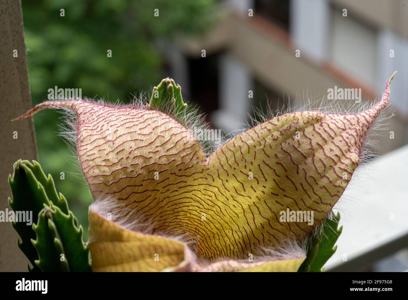 Closeup shot of Carrion Flower (Stapelia Gigantea), known globally as African starfish flower Stock Photo