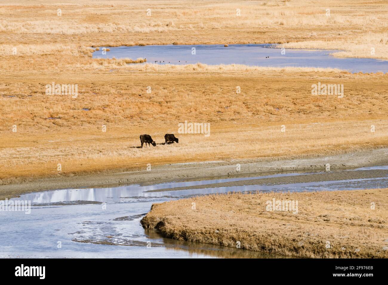 Yaks grazing on the grassland in late autumn Stock Photo