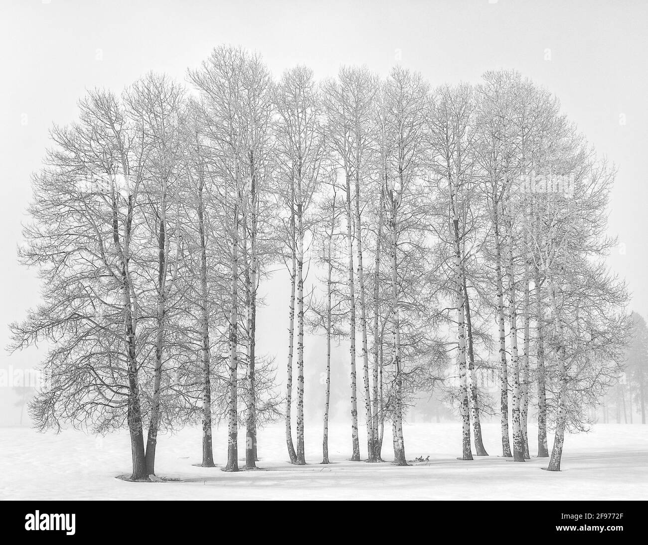 Aspen trees with fog and winter snow; Crater Lake Highway near Fort Klamath, Oregon. Stock Photo