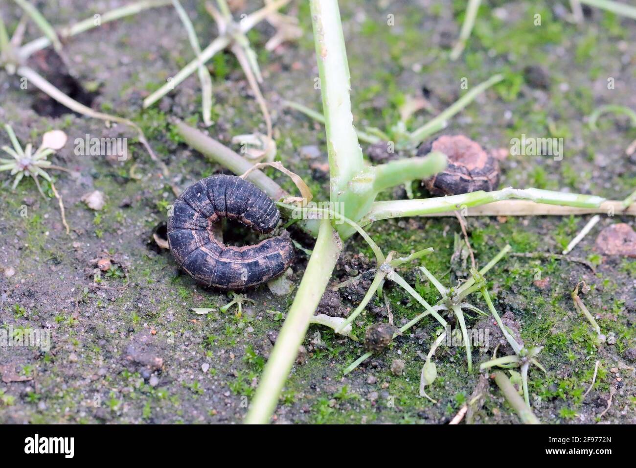 Caterpillar of the owlet moth Noctuidae. This insect is pest of most crops. Stock Photo