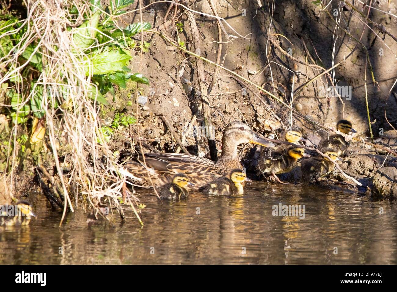 A Female mallard duck with its young duckling chicks on a river Stock Photo