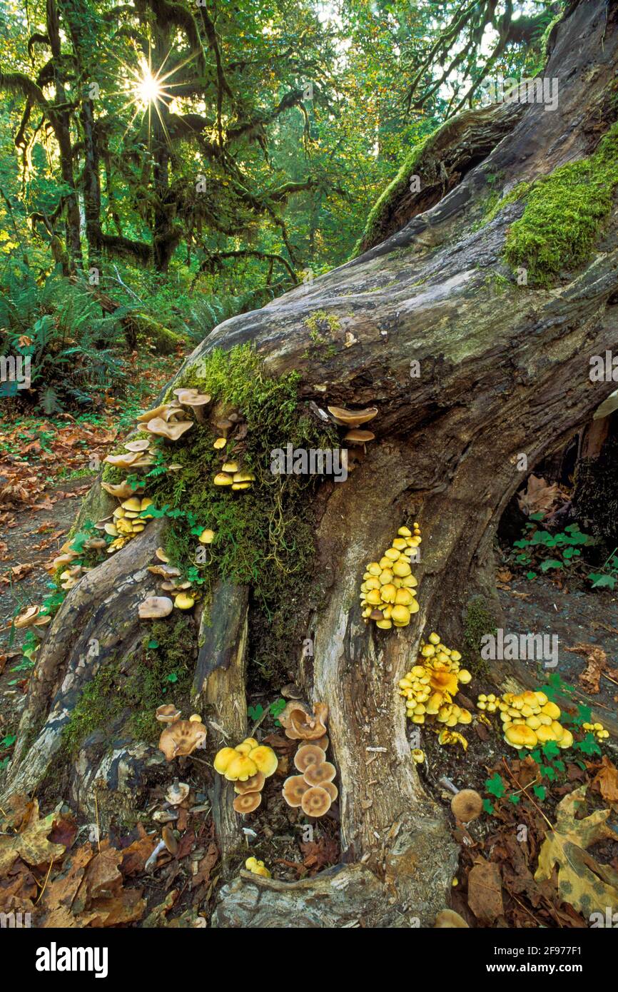 Mushrooms and mosses on tree trunk, Hoh Rainforest, Hall of Mosses Trail, Olympic National Park, Washington. Stock Photo