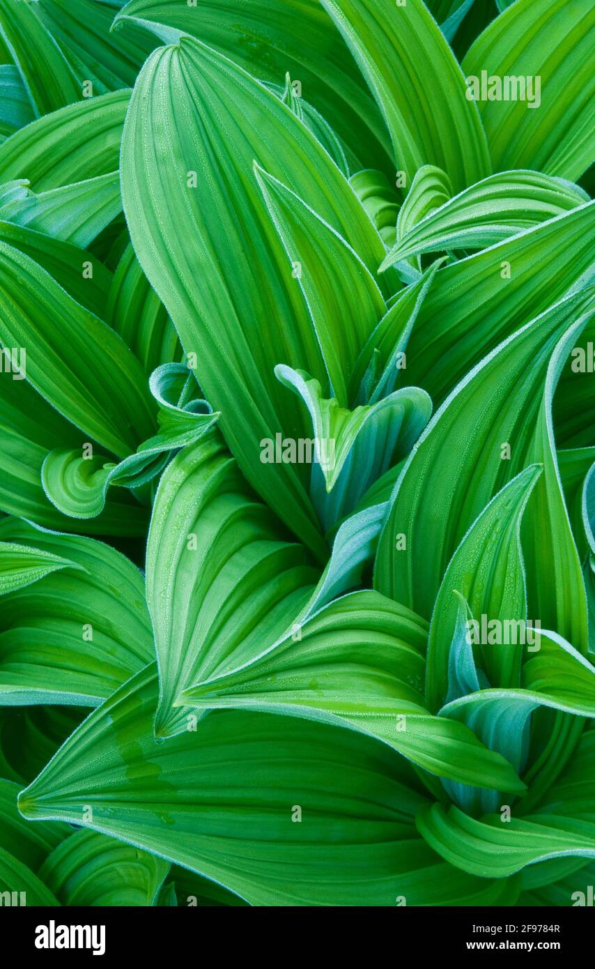 Corn lily, Sol Duc Park meadow, Olympic National Park, Washington. Stock Photo