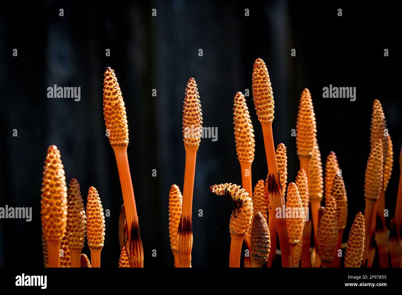 Equisetum arvense, Horsetail, strobilus, strobili Stock Photo