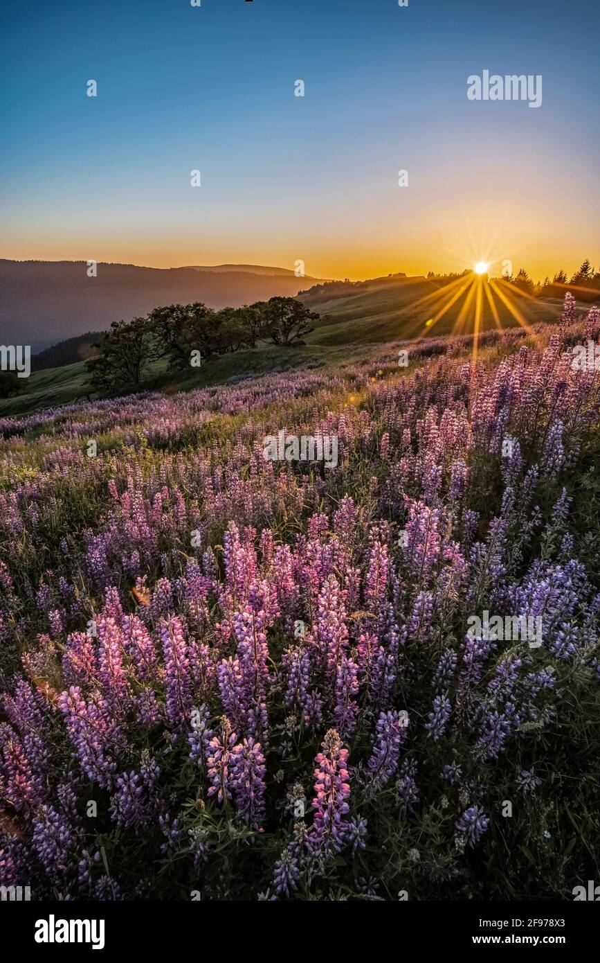 Lupine at Childs Hill Prairie on Bald Hills Road, Redwoods National and State Parks, California. Stock Photo