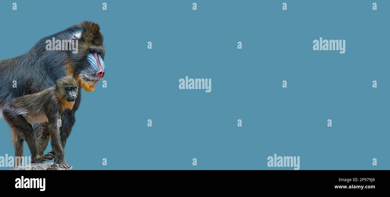Banner With Portrait Of A Mature Alpha Male Of Colorful African Mandrill And A Young Offspring At Solid Blue Background With Copy Space Concept Anima Stock Photo Alamy
