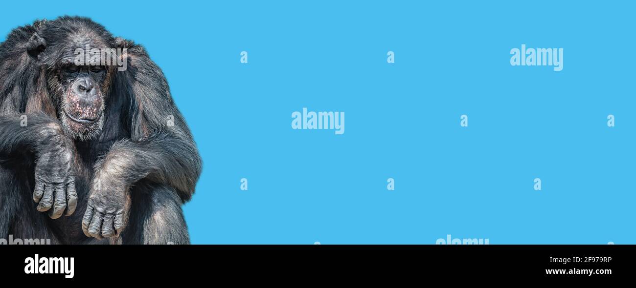 Banner with a portrait of tired old Chimpanzee at solid blue sky background with copy space. Concept animal diversity, care and wildlife conservation Stock Photo