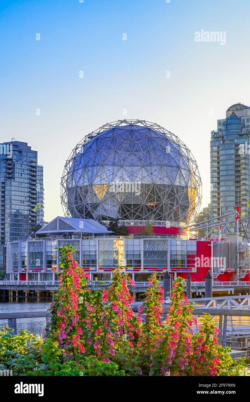 Red flowering currant bush, Olympic Village, False Creek, Vancouver, British Columbia, Canada Stock Photo
