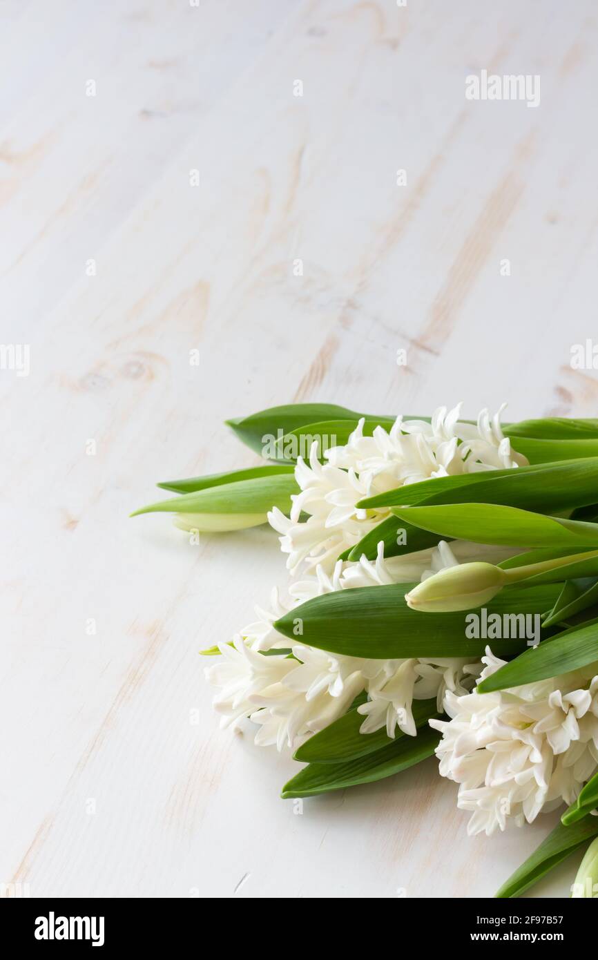 fresh white tulips and hyacinth flowers laying on white wood table with copy space Stock Photo