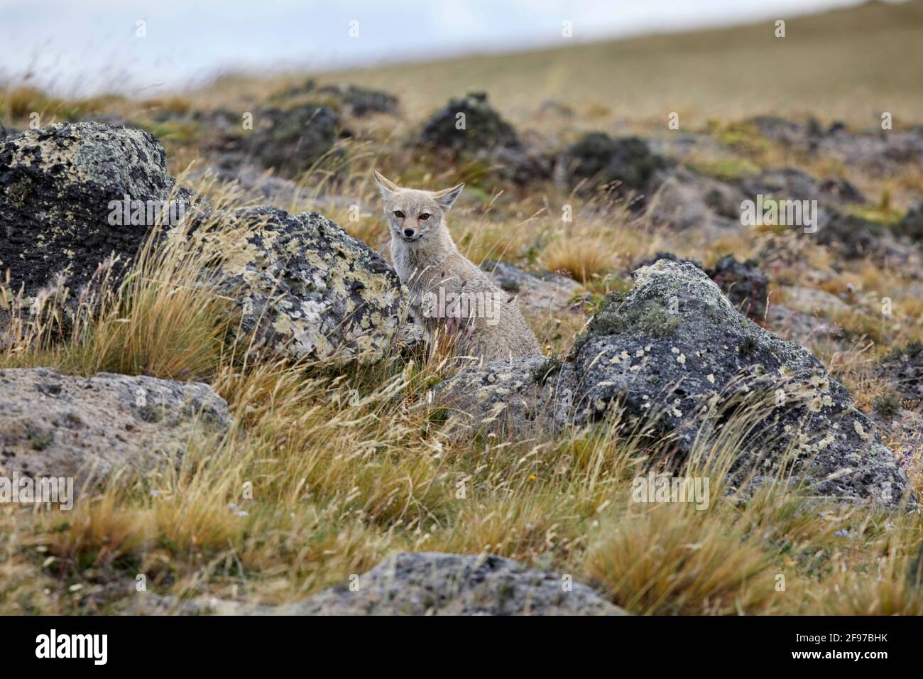 Lycalopex Griseus Patagonian Fox South American gray fox Chilla Gray Zorro in Pali Aike National Park Chile Stock Photo