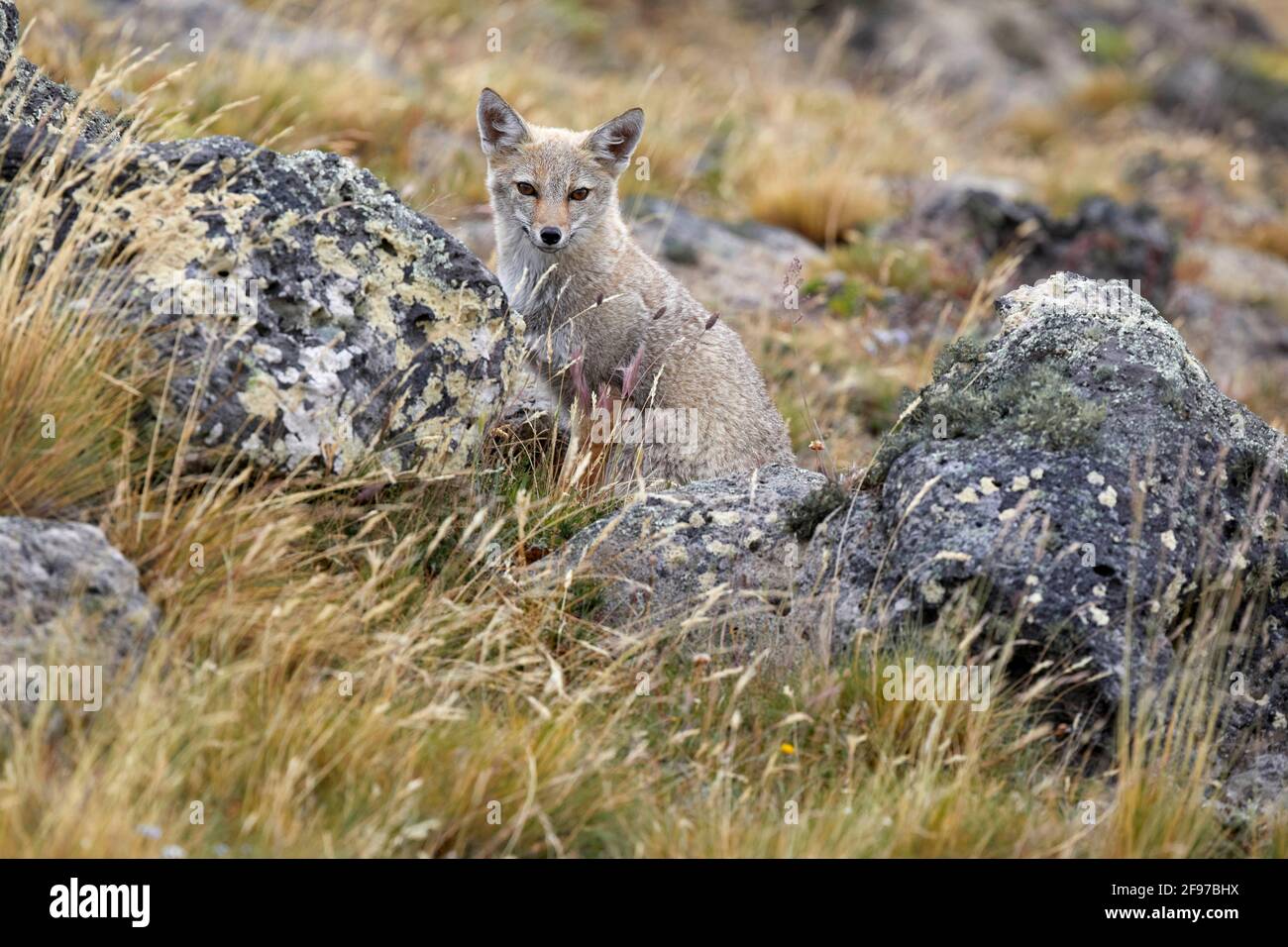 Lycalopex Griseus Patagonian Fox South American gray fox Chilla Gray Zorro in Pali Aike National Park Chile Stock Photo