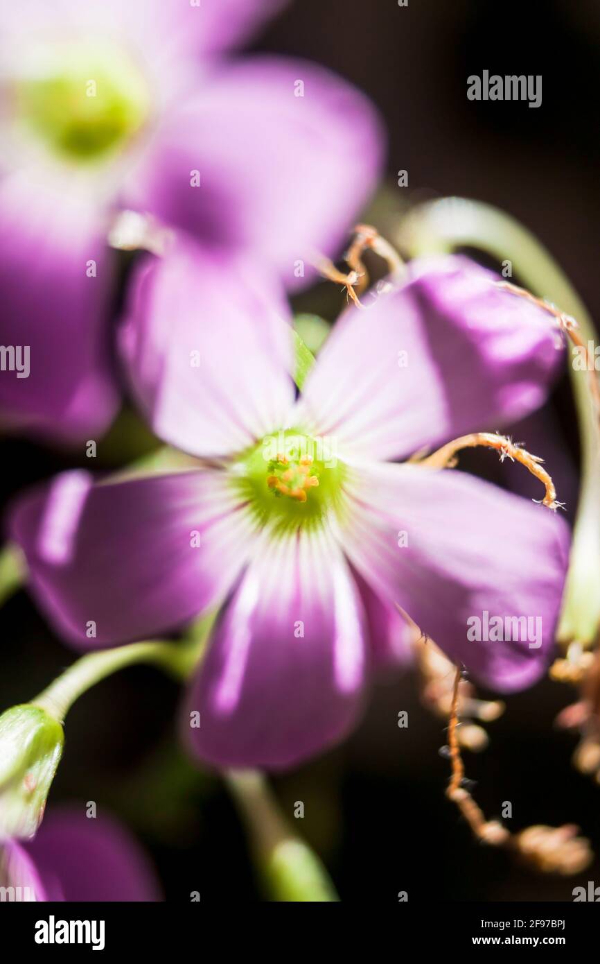 Macro shot of middle of a pink-sorrel flower in the sunlight. Stock Photo