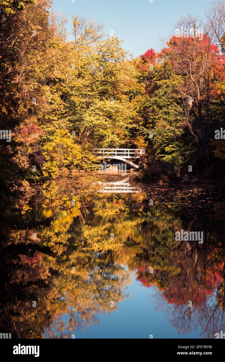 A quiet lake surrounded by trees with early autumn colors with a short white bridge crossing a lake. Taken at Montreal's Jean-Drapeau Park, in Montrea Stock Photo