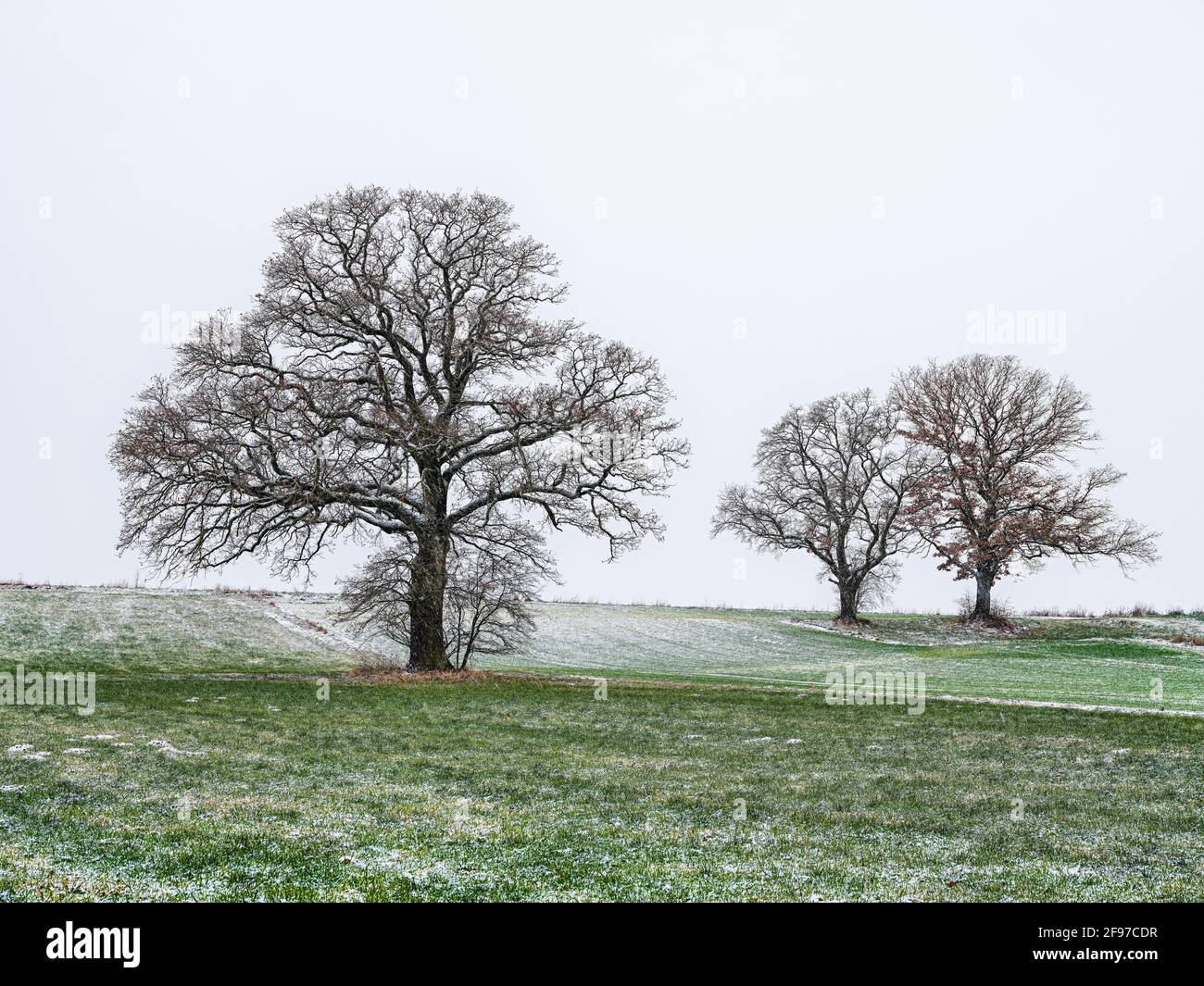 Oaks In Winter High Resolution Stock Photography and Images - Alamy