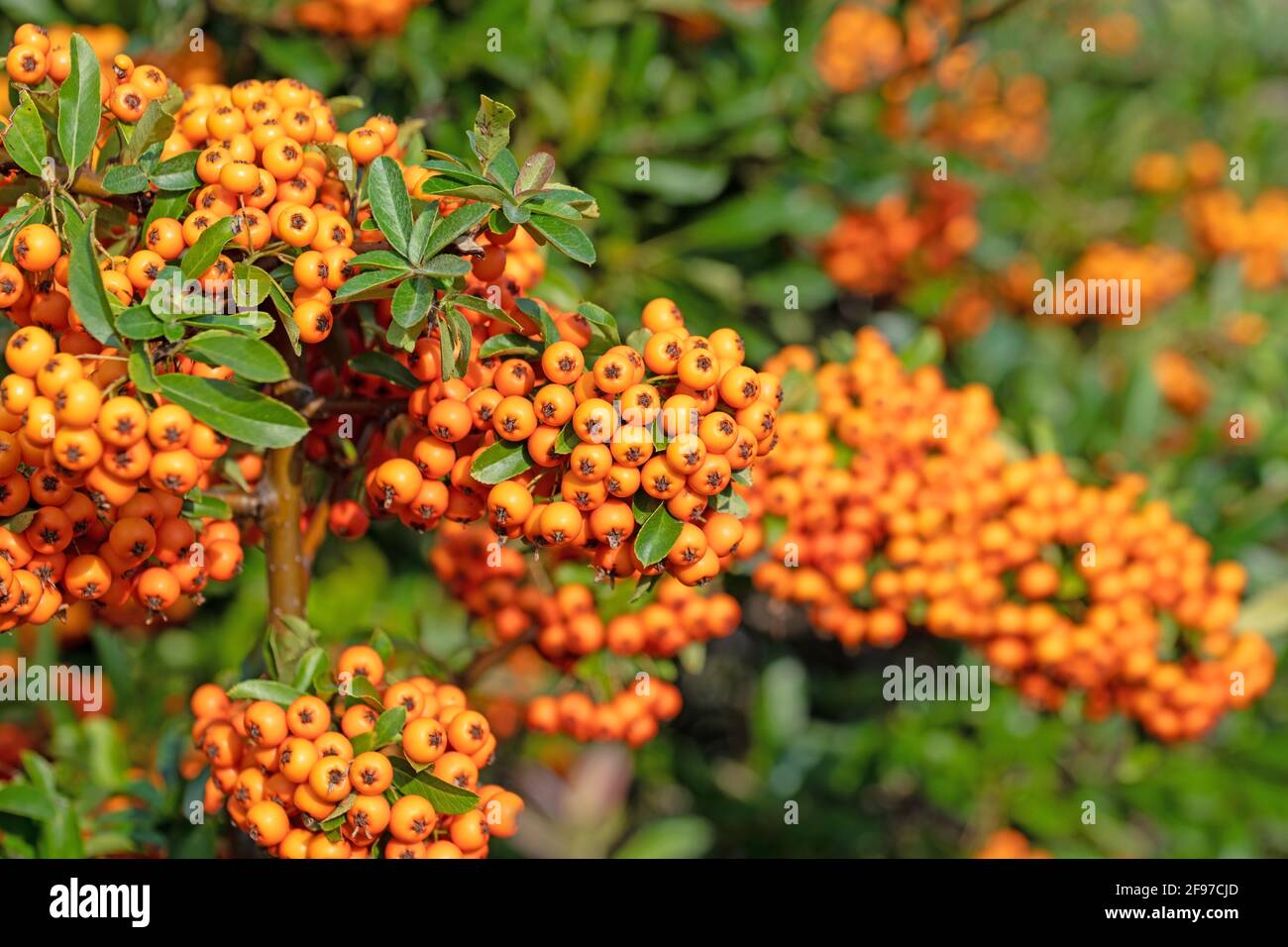 Firethorn, pyracantha, ripe fruits in autumn Stock Photo