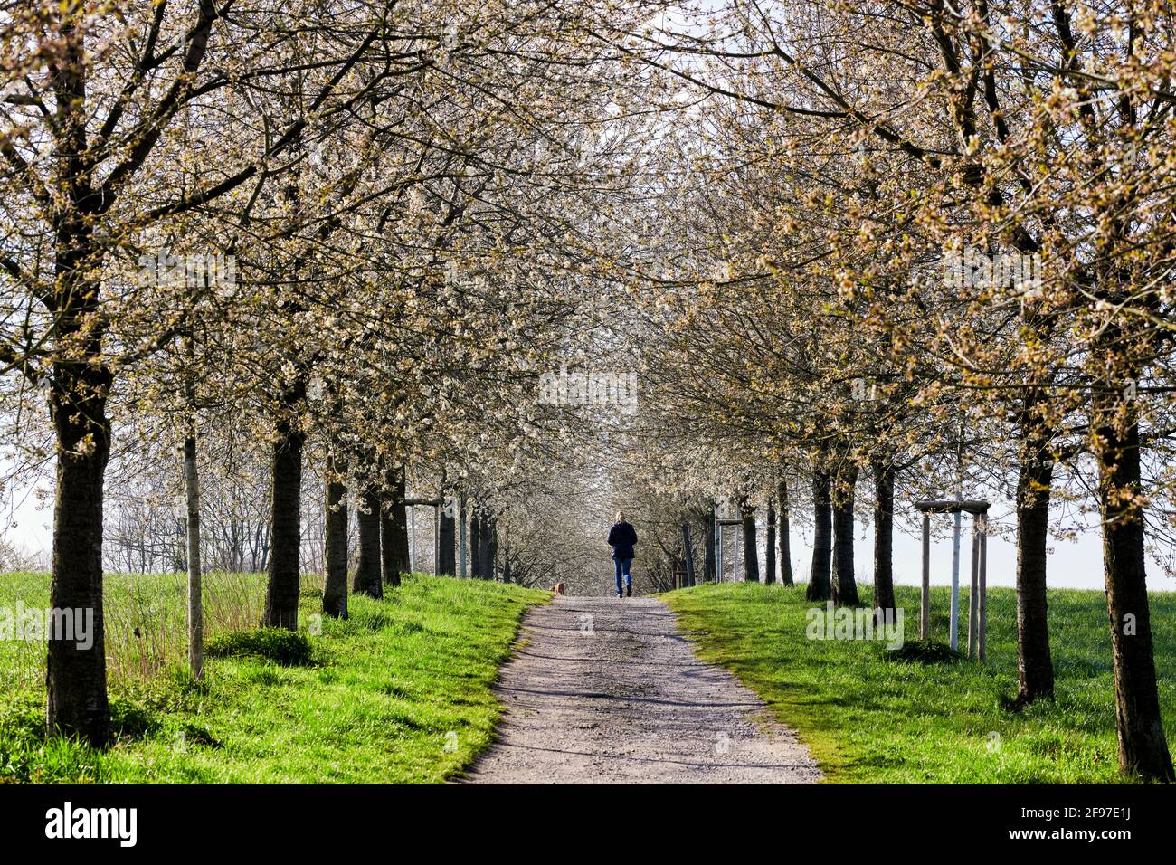 Suesskirschbaum Allee in Bluete mit Spaziergaengern. Stock Photo