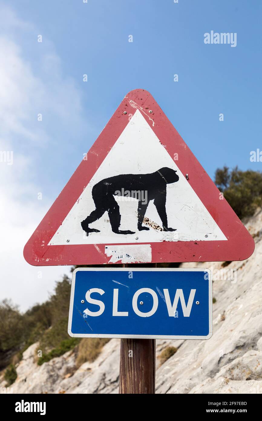 Warning traffic slow sign for barbary apes, Gibraltar Stock Photo