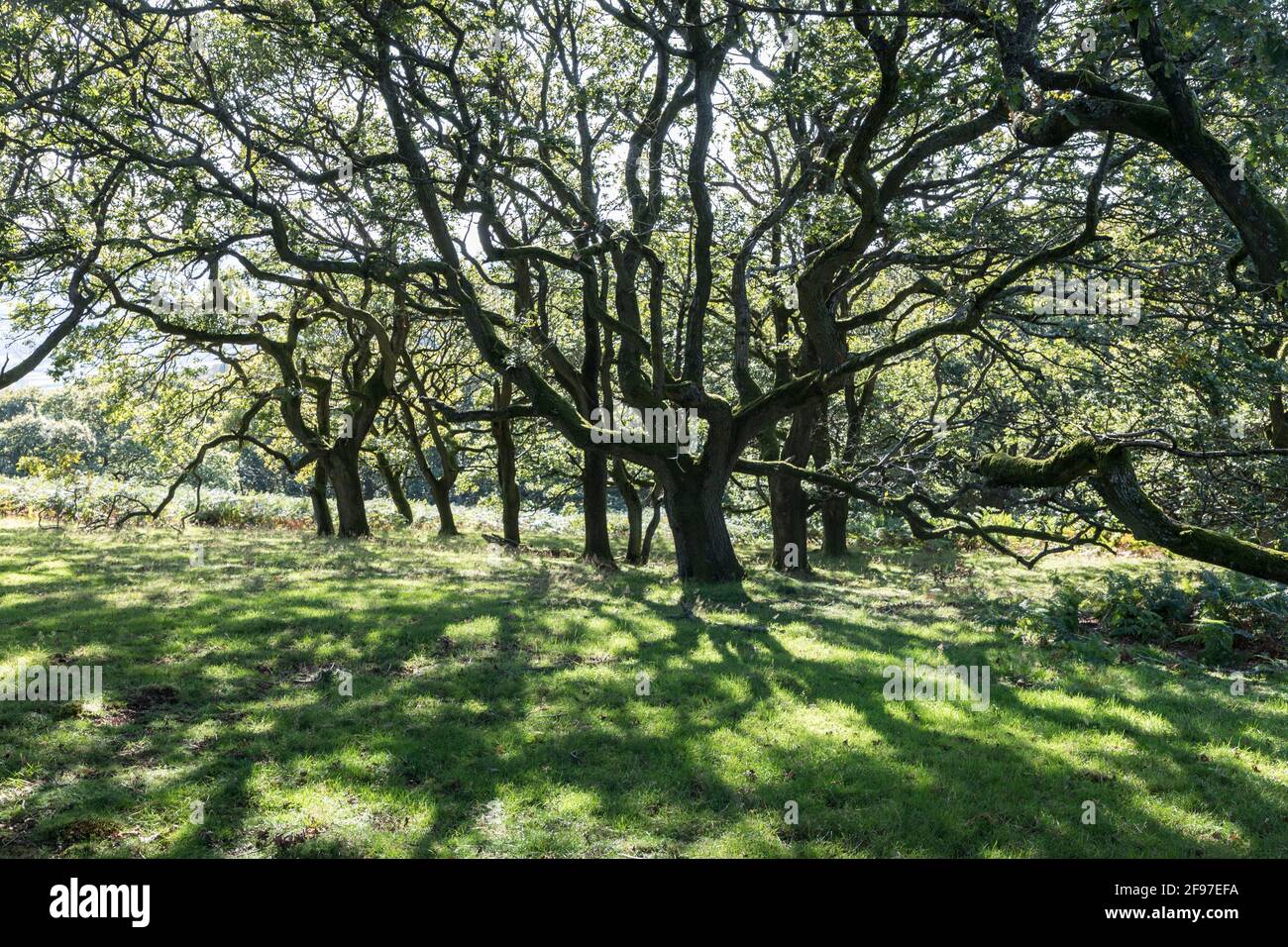 Old trees in woodland on the Deri near Abergavenny, Wales, UK Stock Photo