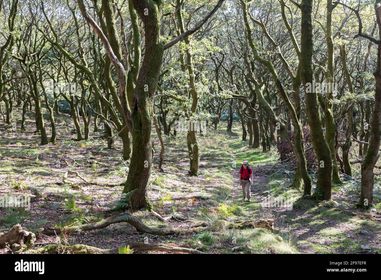 Old trees in woodland on the Deri near Abergavenny, Wales, UK Stock Photo