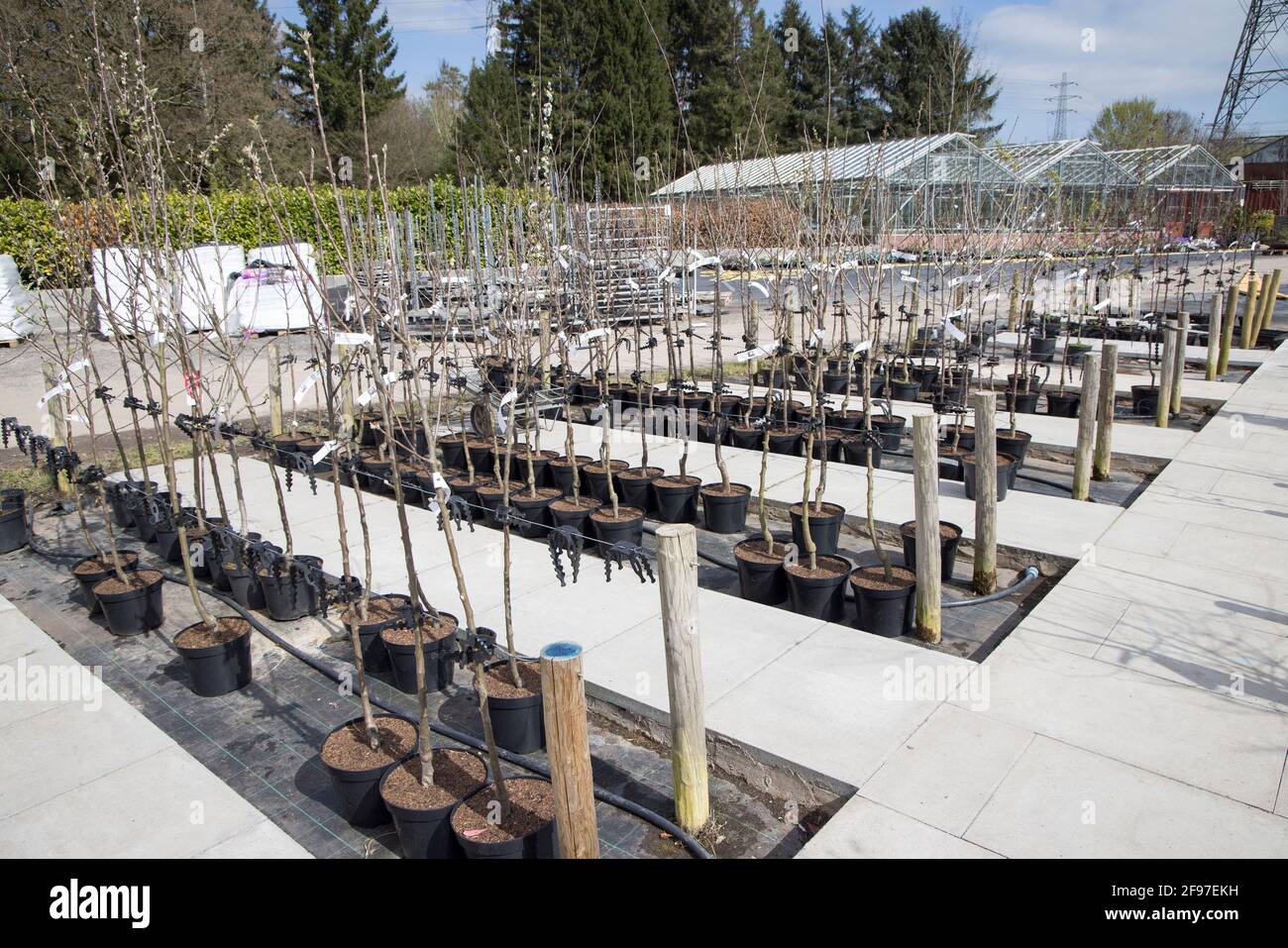 Trees on sale in garden centre, Wales, UK Stock Photo