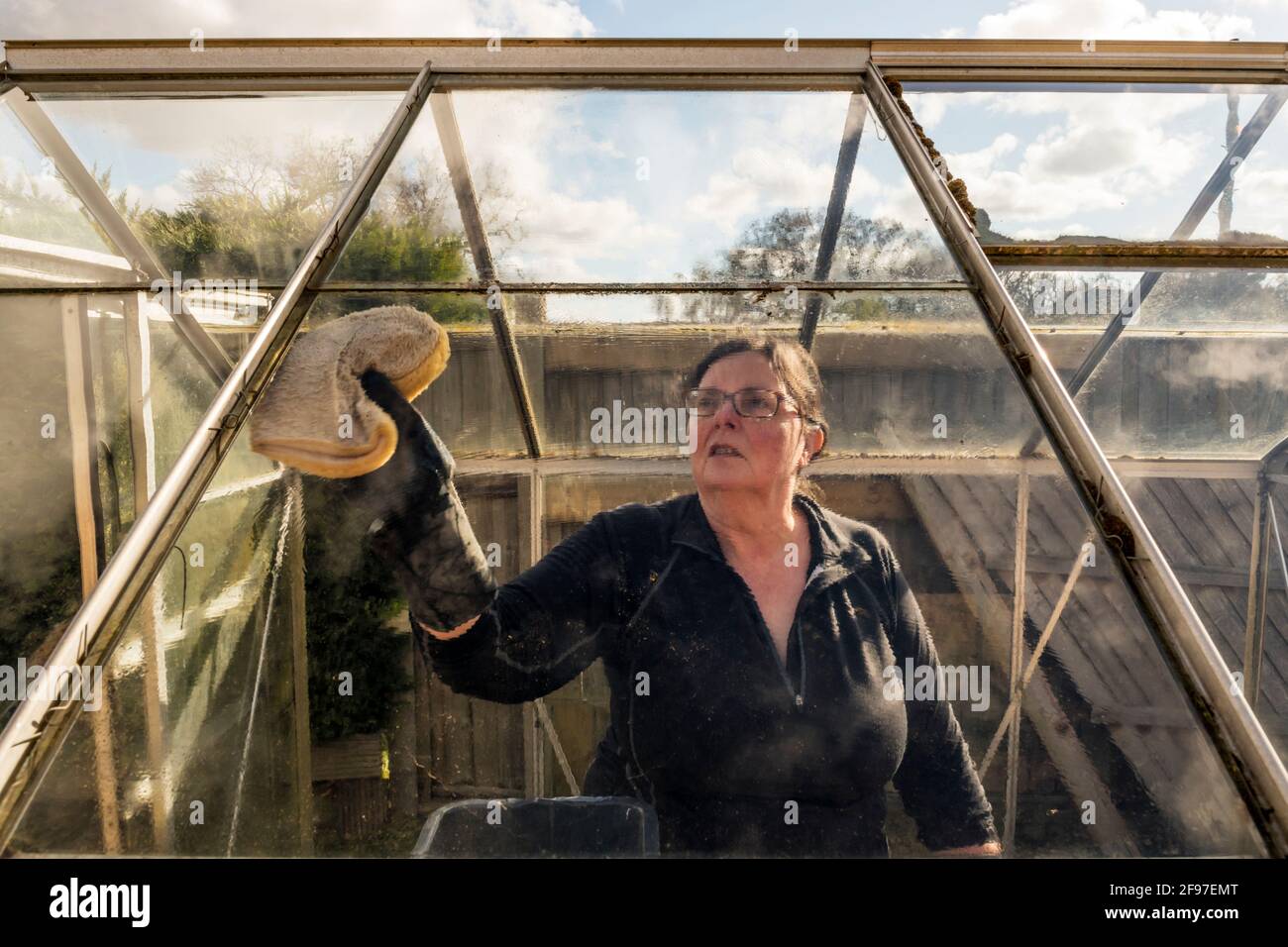 Woman renovating an old greenhouse.  Washing, cleaning & disinfecting the glass to remove algae before the start of a new growing season. Stock Photo