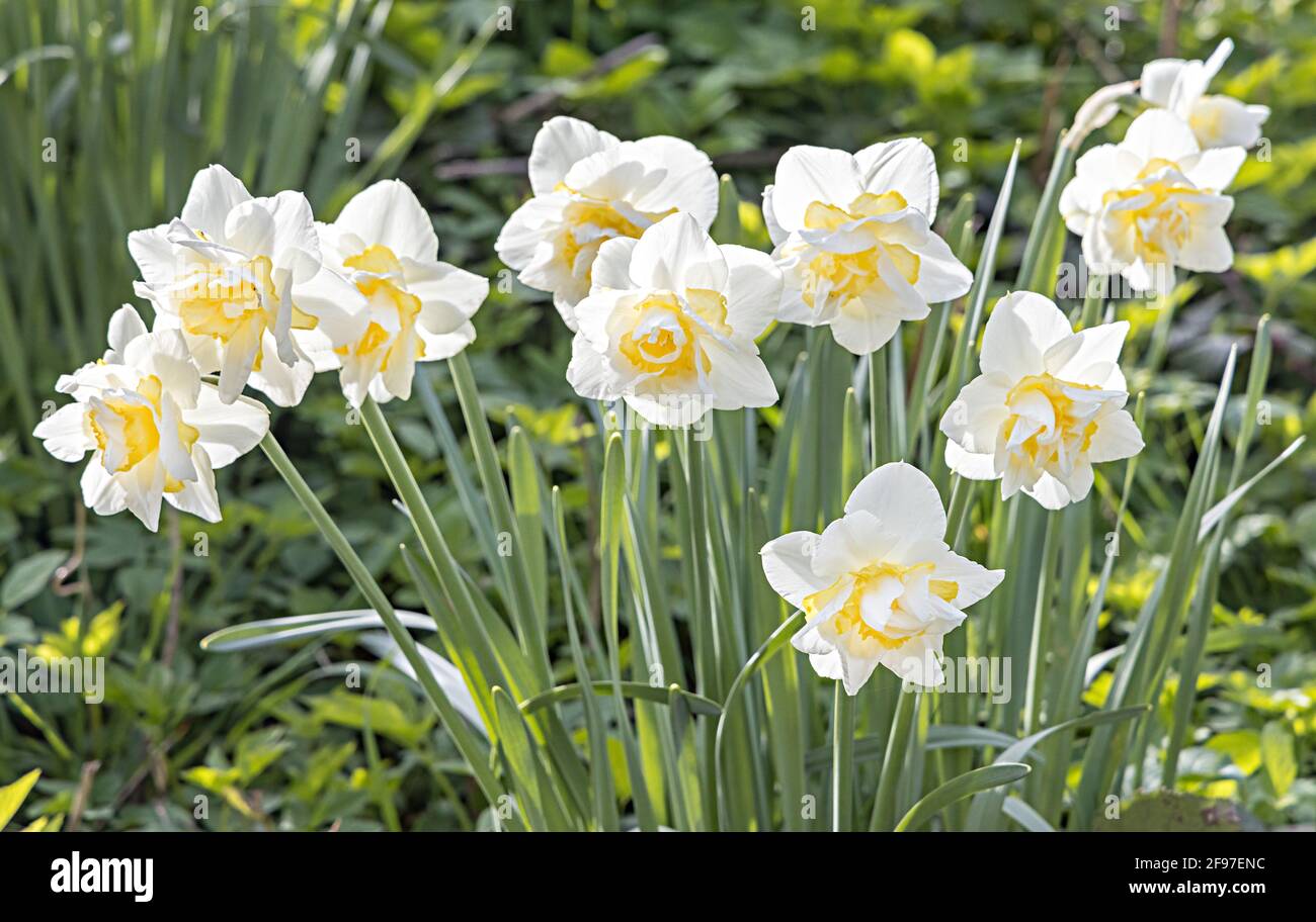 White daffodils, Wales, UK Stock Photo Alamy