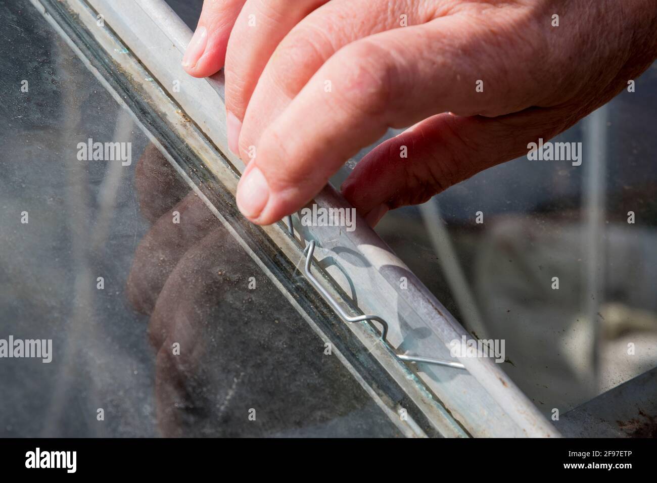 Method of fixing glass into metal framed greenhouse with spring glazing  clips Stock Photo - Alamy