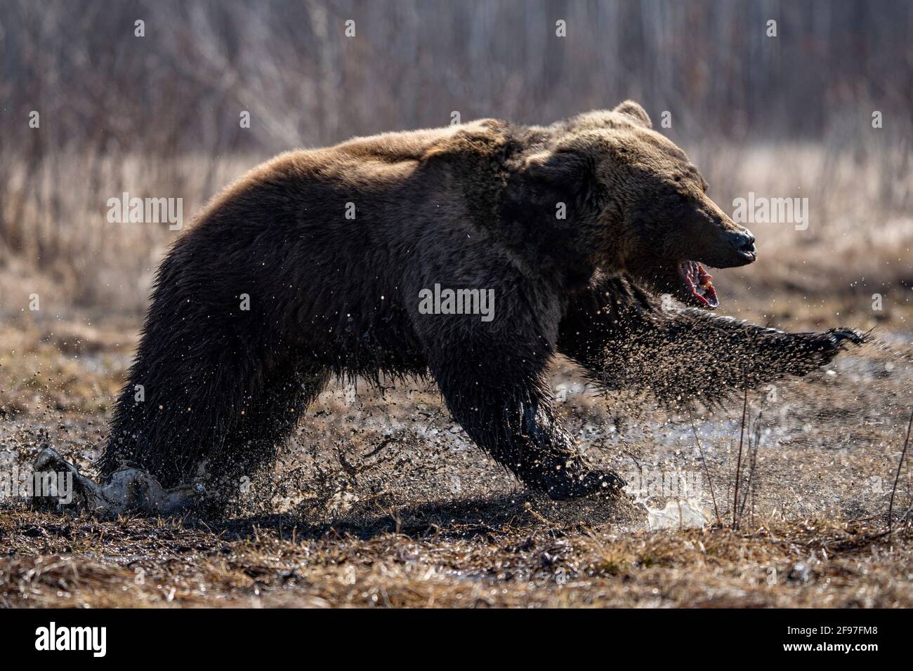 brown bear tongue hanging out Stock Photo - Alamy