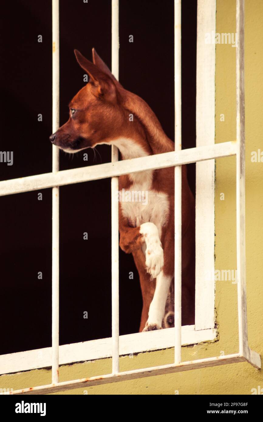 A small, cute dog stares at somethign interesting from a barred window, ears pricked and a sharp eyes. Taken in the streets of the small town of Alcob Stock Photo