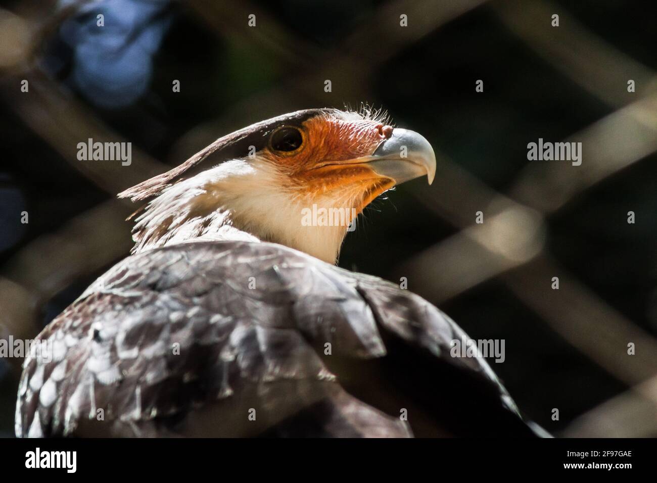 A Southern Crested Caracara [Caracara plancus], one of South America's ...