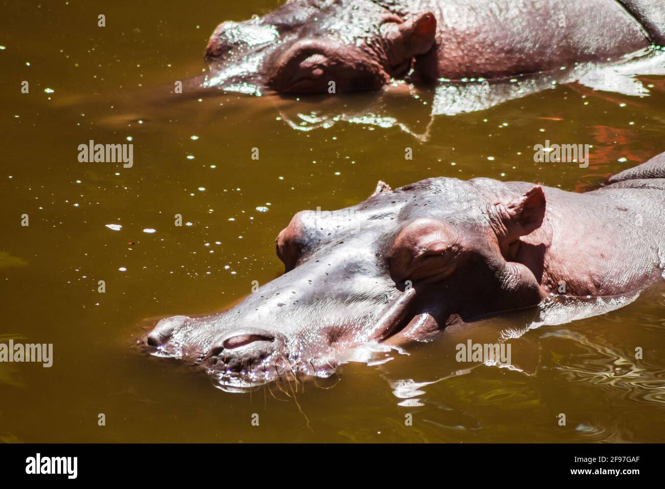 A couple of hippos, lazily enjoying a quiet bath under warm sunlight. Stock Photo