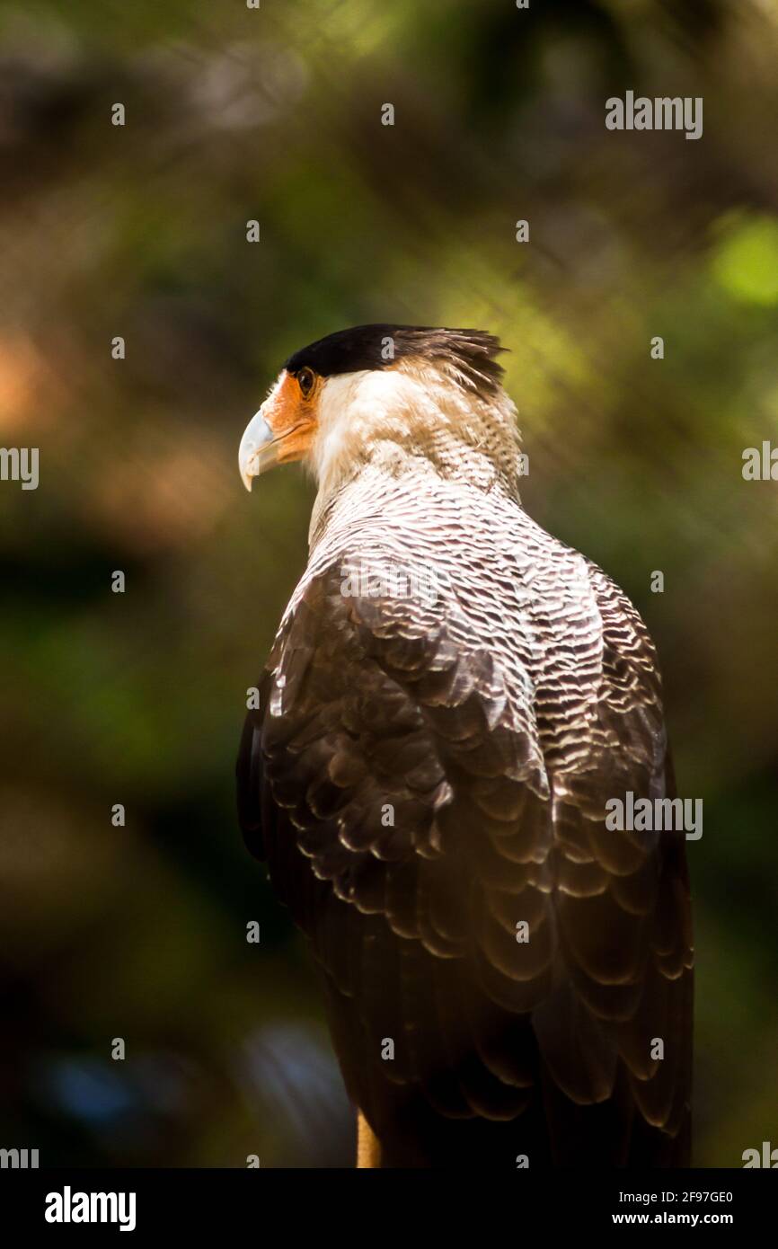 Carcará bird hi-res stock photography and images - Alamy