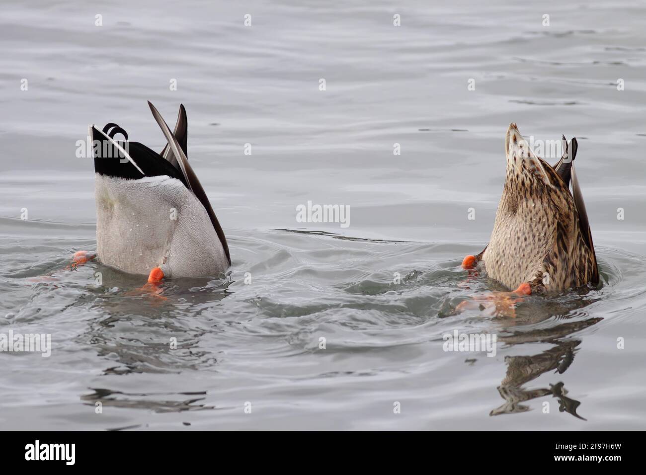 Funny photo from two ducks upside down looking for food. Douro river, north of Portugal. Stock Photo