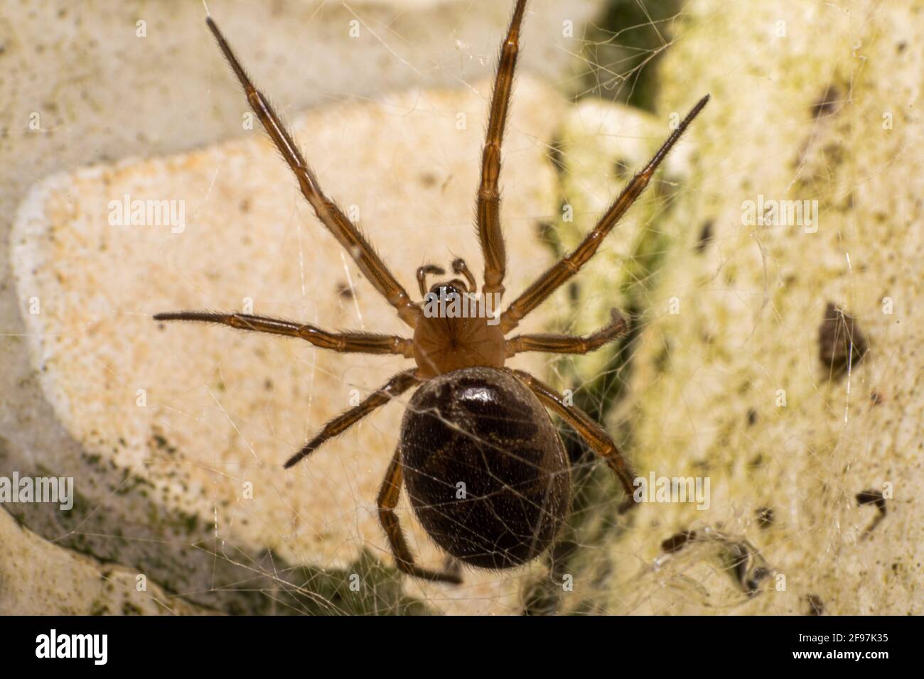 Steatoda Nobilis spider male Stock Photo