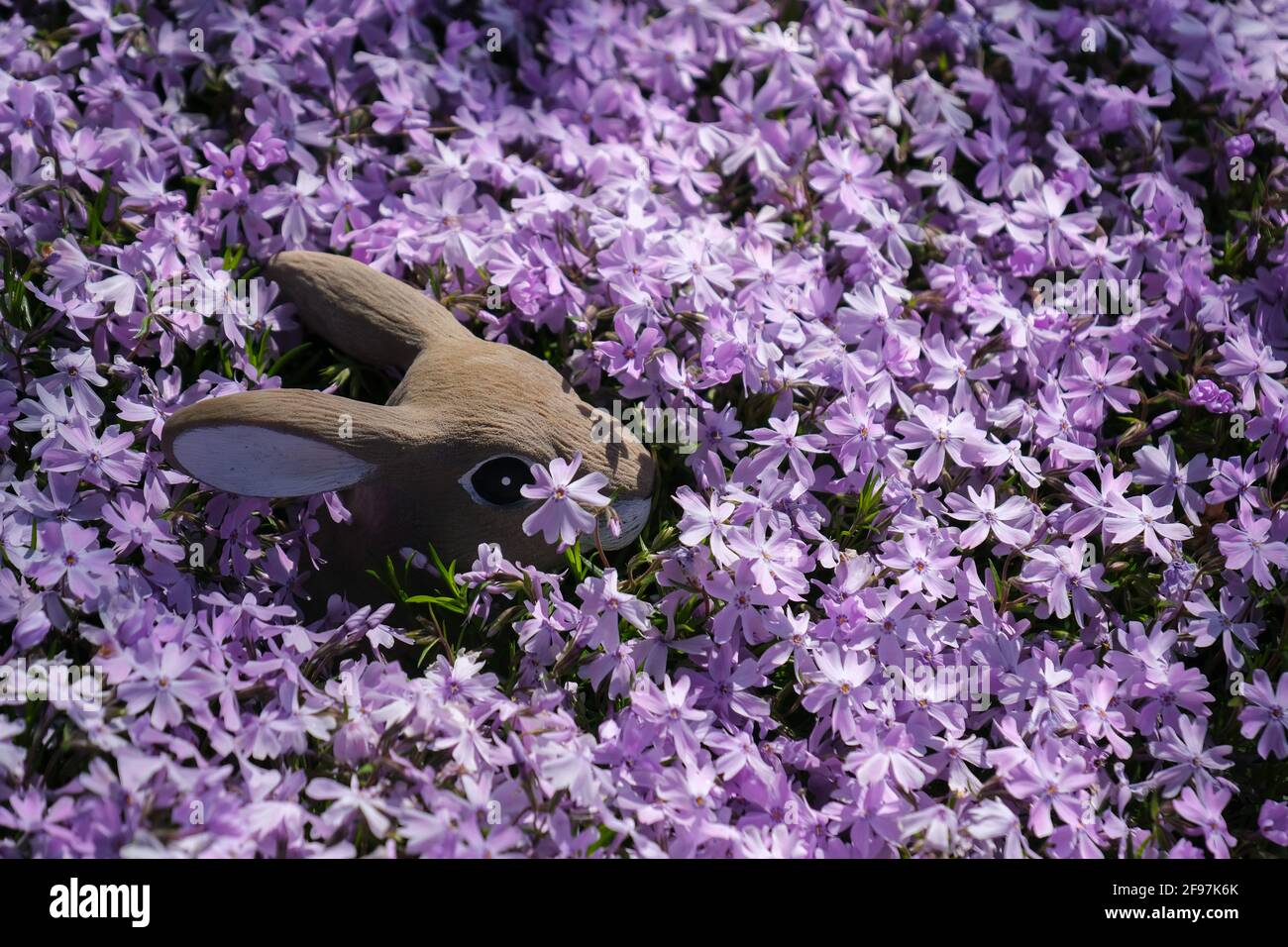 Creeping Phlox Phlox subulata 'Emerald Blue ice', with a molded stone rabbit peeking through the springtime blooms. USA. Stock Photo