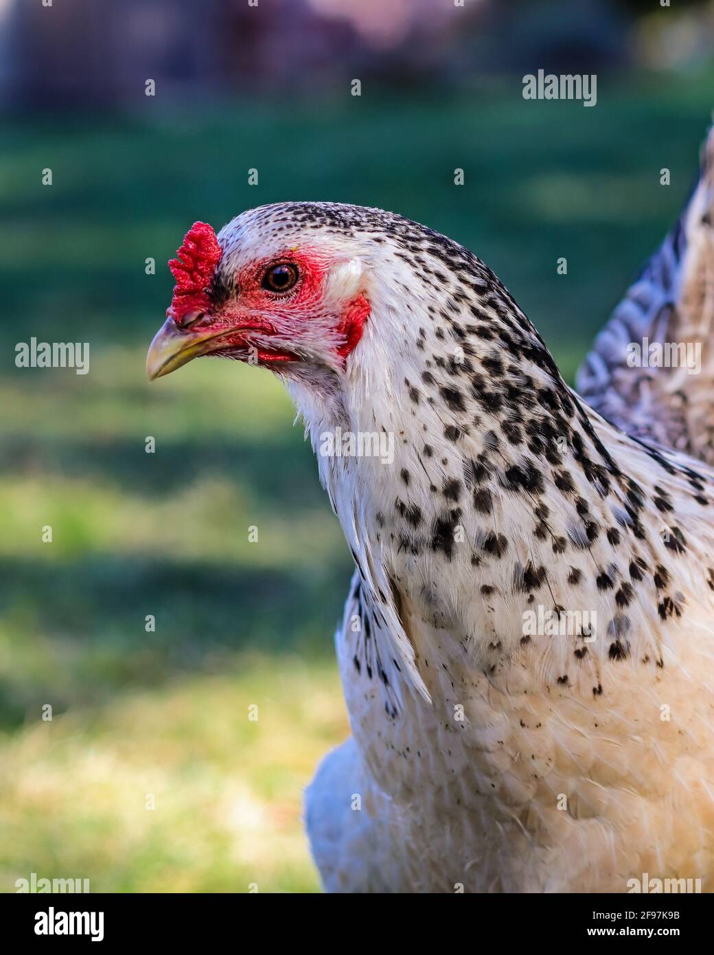 Black brahma hi-res stock photography and images - Page 2 - Alamy
